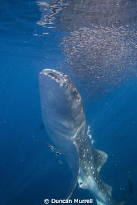 Whale shark feeding on bait ball at the surface, Honda Ba... by Duncan Murrell 